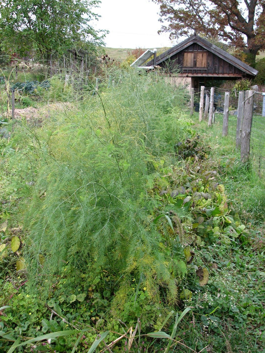 Harmony Asparagus