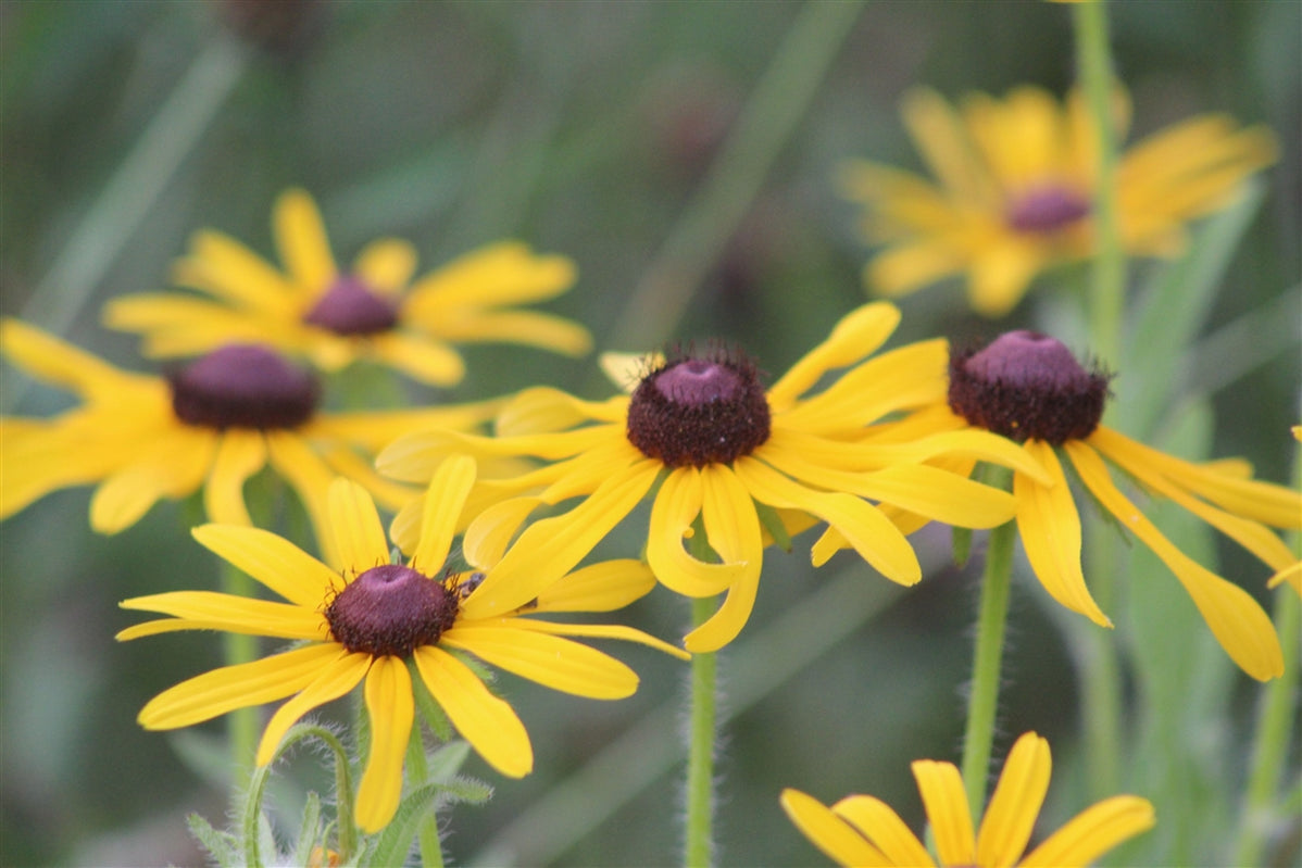 Native Species — Annapolis Seeds
