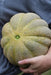 Montreal Melon - Annapolis Seeds