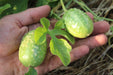 Jamaican Burr Gherkin - Annapolis Seeds