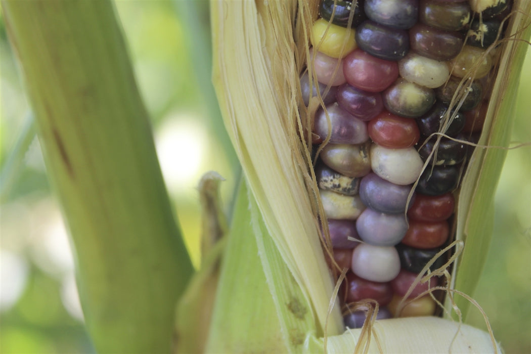 Glass Gem Corn - Annapolis Seeds