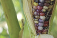 Glass Gem Corn - Annapolis Seeds
