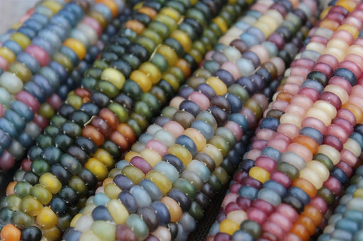 Glass Gem Corn - Annapolis Seeds