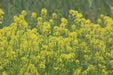 Yellow Mustard - Annapolis Seeds