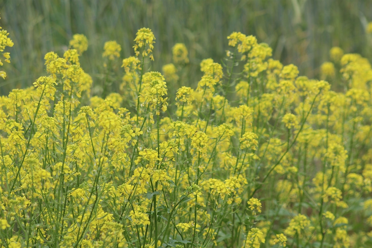 Yellow Mustard Seeds - Grown in Nova Scotia — Annapolis Seeds