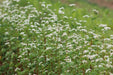 Common Buckwheat - Annapolis Seeds