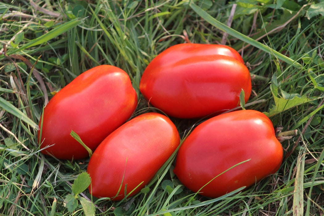 Royal Chico Tomato - Annapolis Seeds
