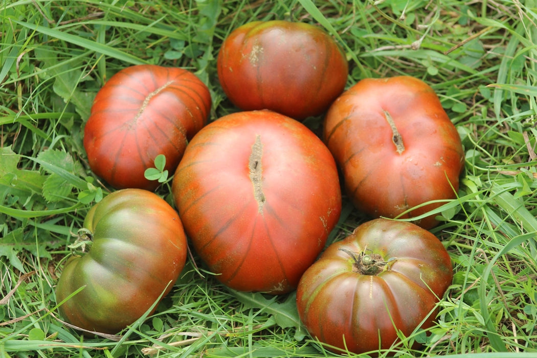 Arbuznyi Tomato