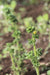 Stick Tomato - Annapolis Seeds