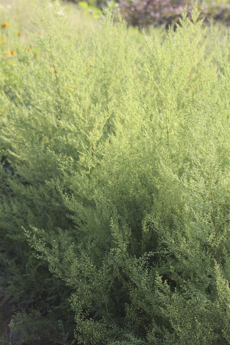 Sweet Annie Seeds (Artemisia annua) — Annapolis Seeds