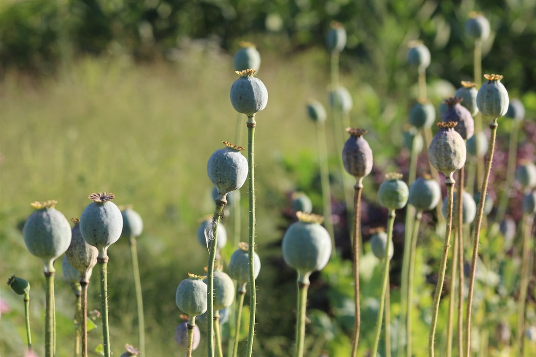 Ziar Breadseed Poppy - Annapolis Seeds