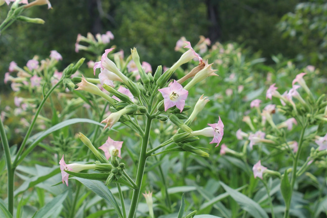can you grow tobacco in canada Virginia Tobacco Seeds can you grow tobacco in canada Virginia Tobacco Seeds