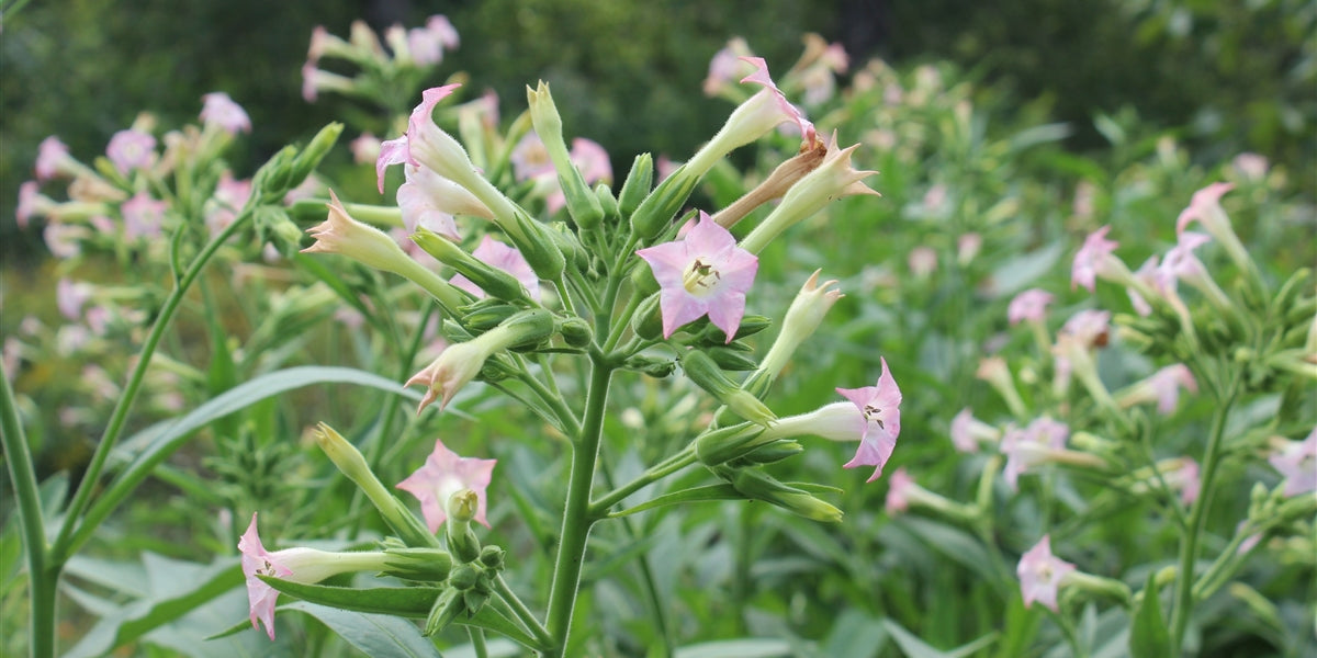 tobacco plant virginia Seeds Is this really a Virginia