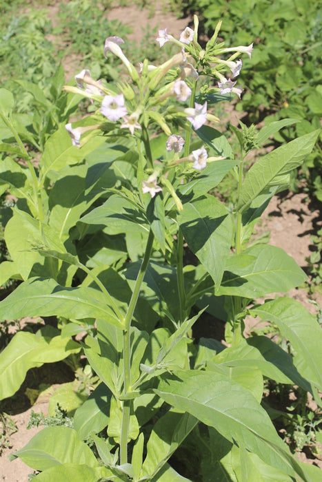 genetically modified tobacco plant Transgenic tobacco plants 35S::FIL1/3 (indicated as 35S::FIL) in genetically modified tobacco plant Transgenic tobacco plants 35S::FIL1/3 (indicated as 35S::FIL) in