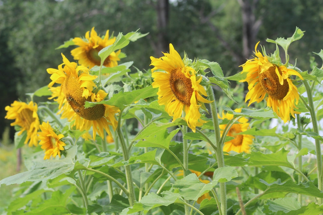 Standfast Sunflower - Annapolis Seeds - Nova Scotia Canada