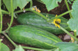 Spacemaster Cucumber - Annapolis Seeds - Heirloom and Open Pollinated Seeds - Grown in Nova Scotia, Canada