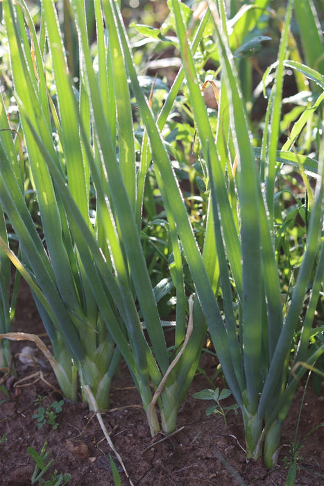 Evergreen Hardy White Scallion - Annapolis Seeds