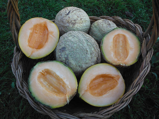 Pride of Wisconsin Melon - Annapolis Seeds