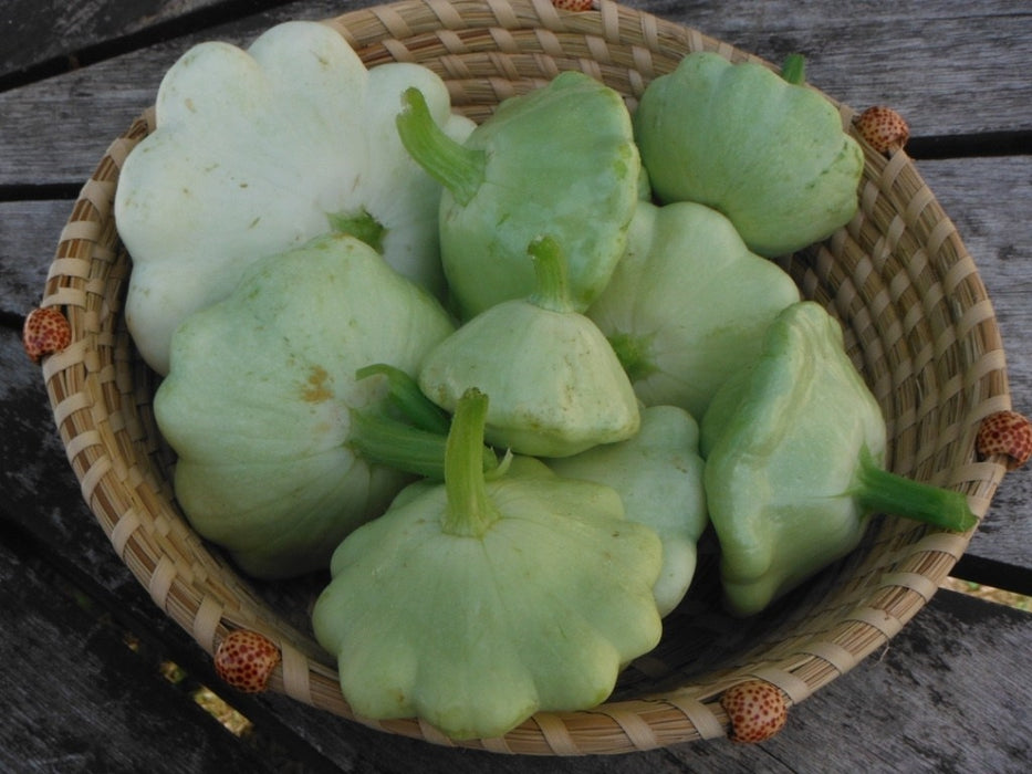 Bennings Green Tint Patty Pan Squash - Annapolis Seeds - Nova Scotia Canada