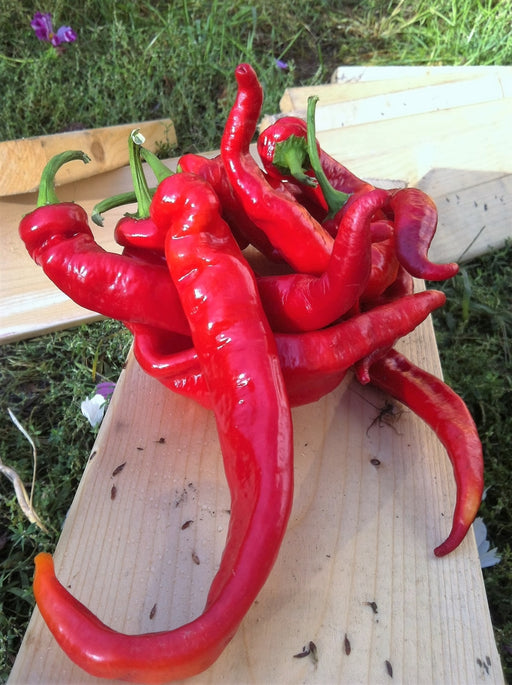 Jimmy Nardello Pepper - Annapolis Seeds