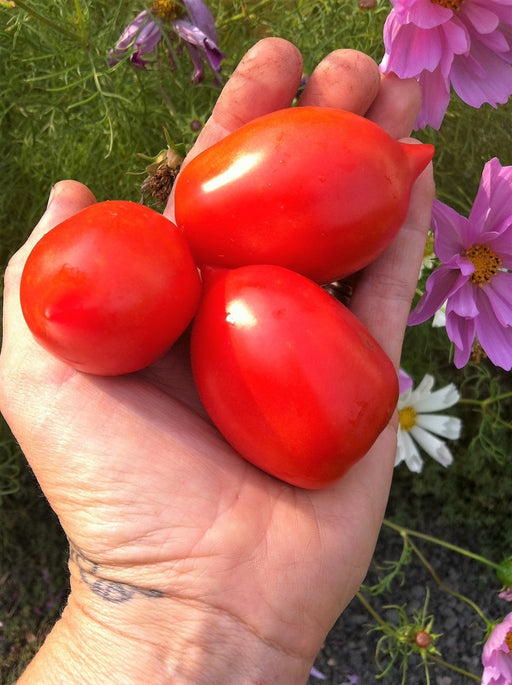Ropreco Paste Tomato - Annapolis Seeds