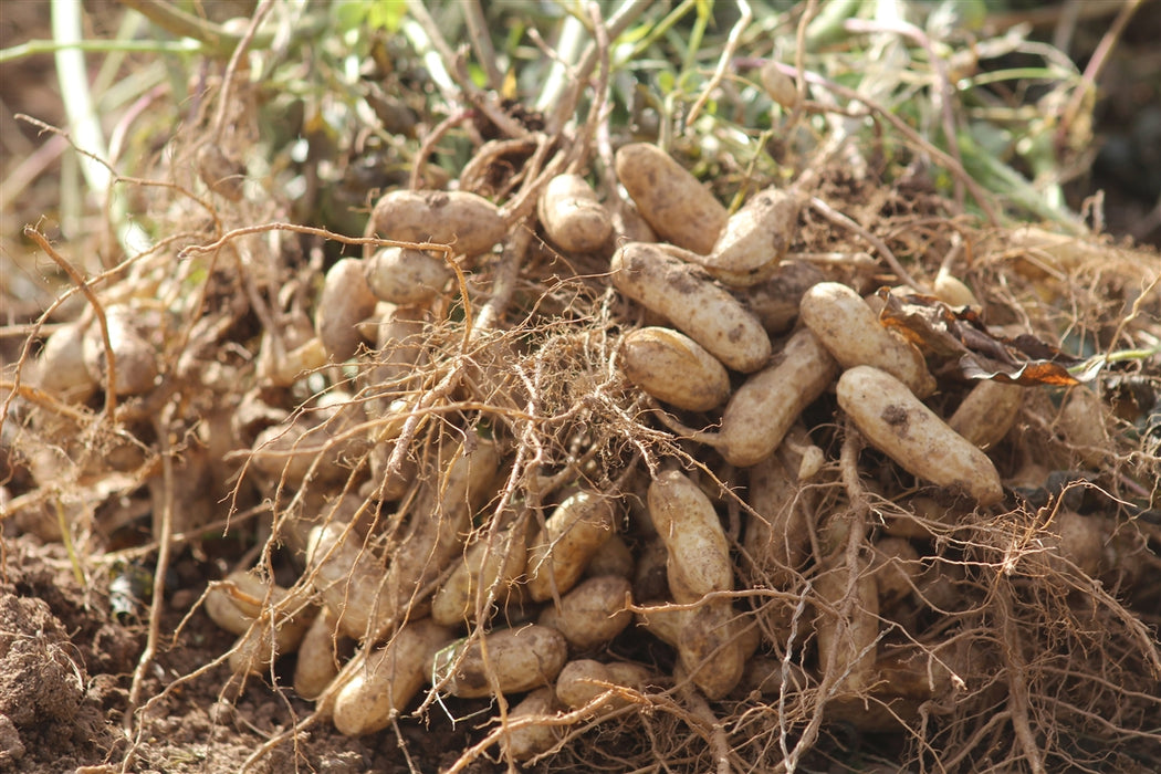 Annapolis Select Peanut - Annapolis Seeds