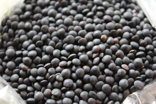 Black Beluga Lentil - Annapolis Seeds