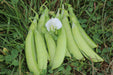 Sugaree Pea - Annapolis Seeds