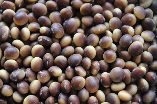 Cha Kura Kake Soybean - Annapolis Seeds