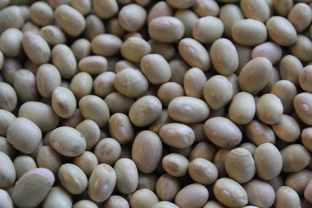 Mennonite Bean - Annapolis Seeds