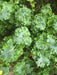 Beedy's Camden Kale - Annapolis Seeds