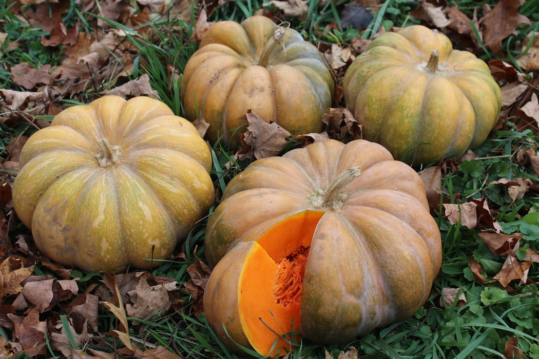 Musquee de Provence Pumpkin - Annapolis Seeds - Nova Scotia Canada