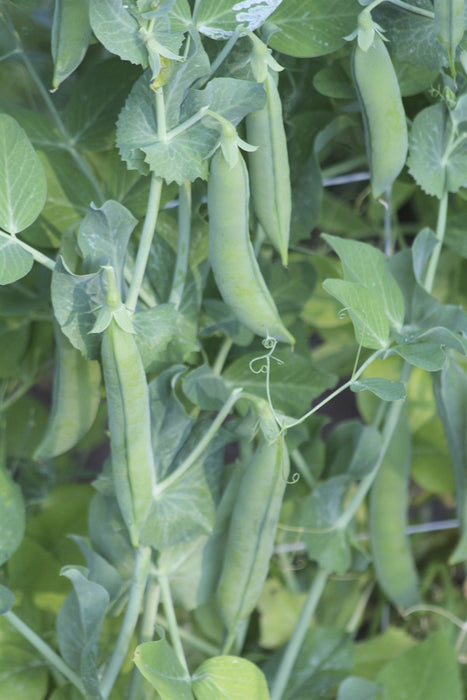 Homesteader Pea