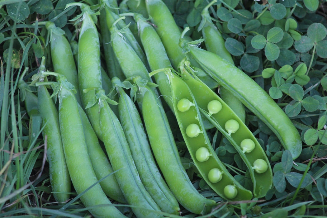 Homesteader Pea