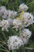 Chives - Annapolis Seeds - Nova Scotia Canada