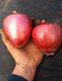 Rossa di Milano Onion - Annapolis Seeds