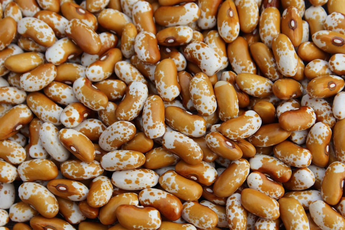 Golden Ribbon Beans Gold Jacob's Cattle Bean — Annapolis Seeds