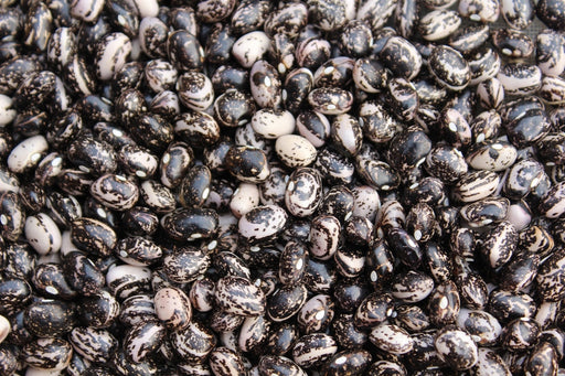 Black Good Mother Stallard Bean - Annapolis Seeds
