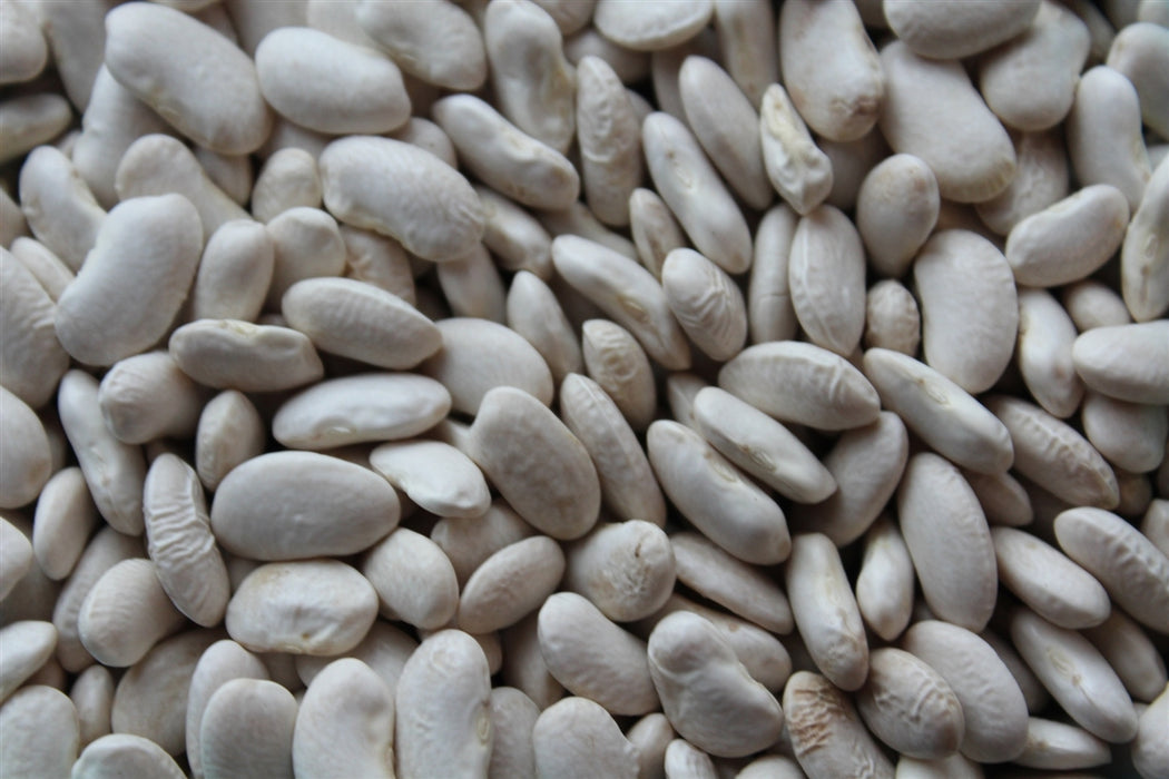 Limelight Bean - Annapolis Seeds
