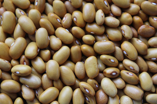 Nez Perce Bean - Annapolis Seeds