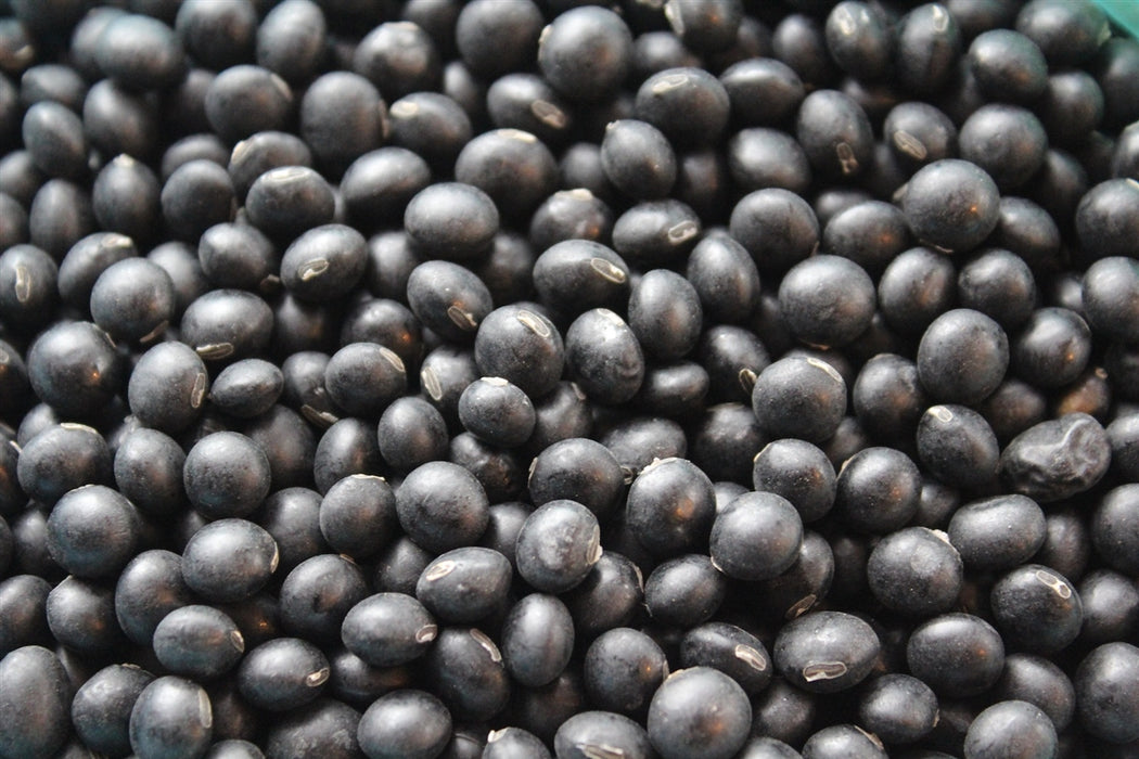 Hokkaido Black Soybean