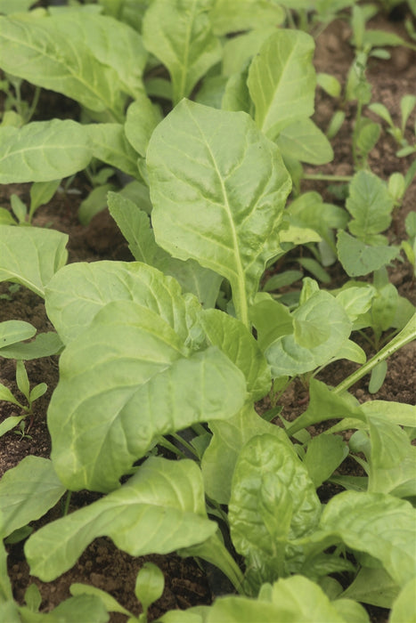 Perpetual Spinach - Annapolis Seeds
