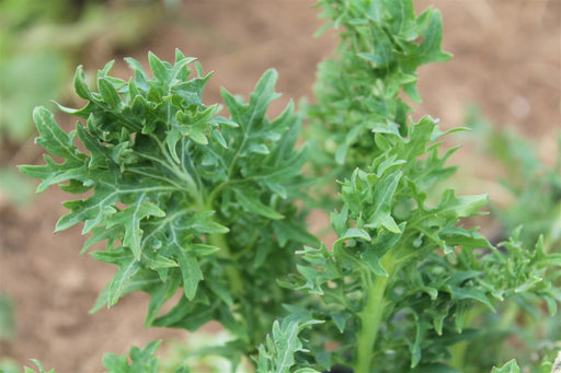 Siber Frill Kale - Annapolis Seeds