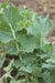 Judy's Kale - Annapolis Seeds