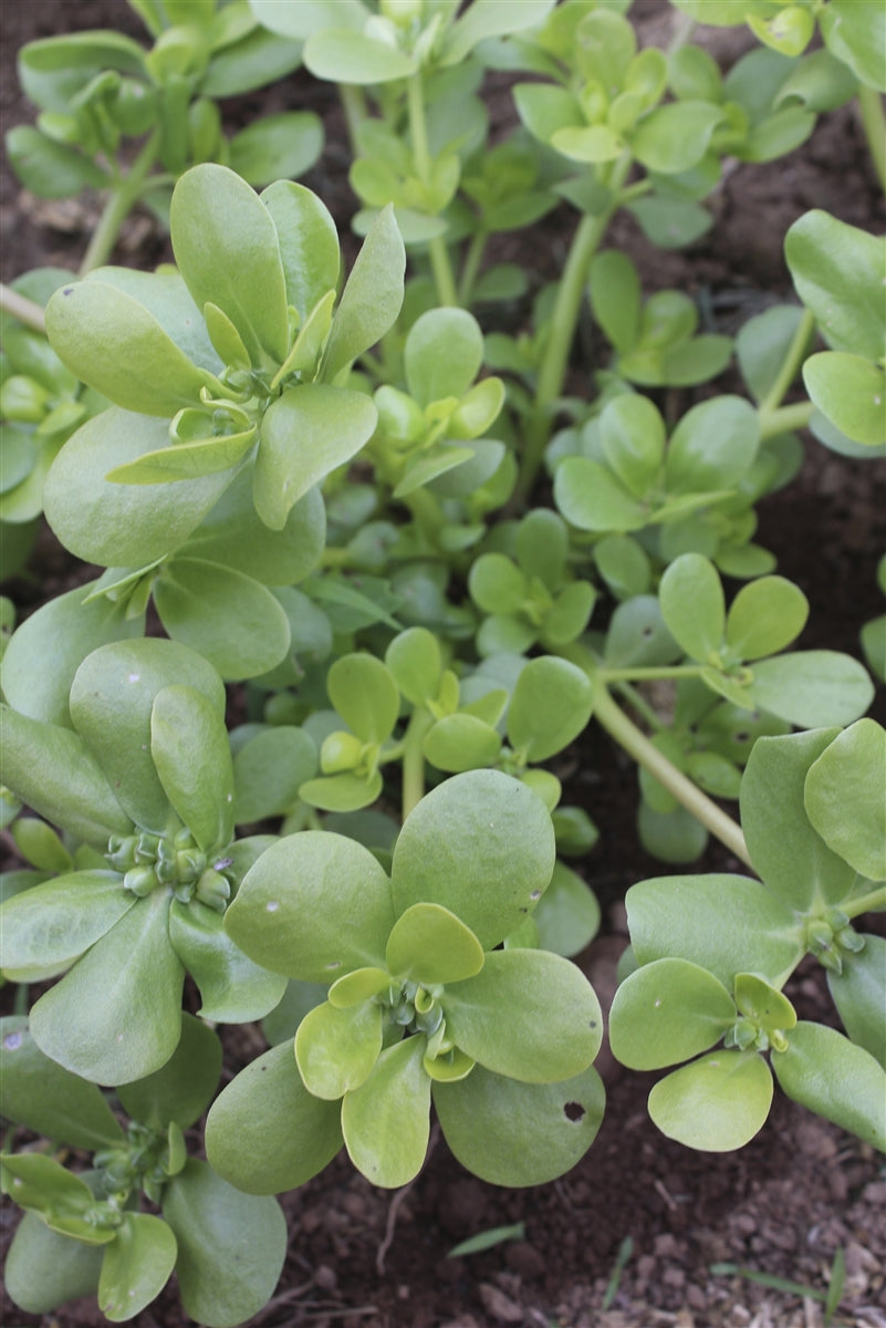 Golden Purslane Seeds