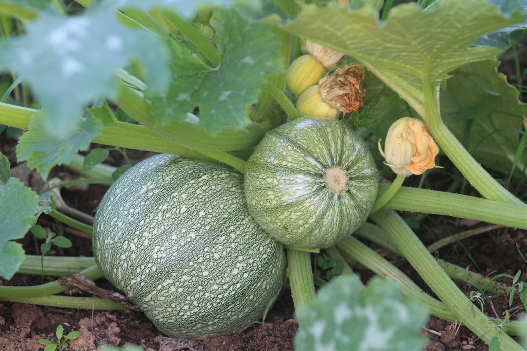 Ronde de Nice Zucchini - Annapolis Seeds - Nova Scotia Canada