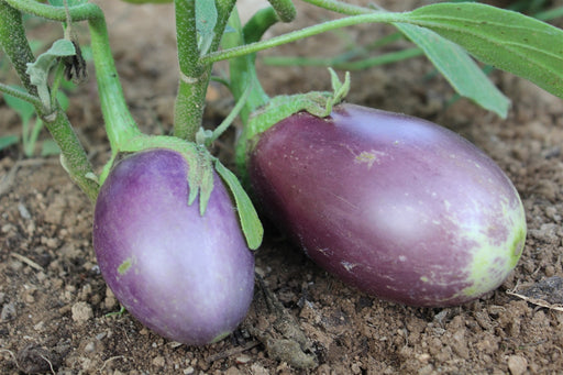 Nord Eggplant - Annapolis Seeds