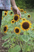 Sonja Sunflower - Annapolis Seeds - Nova Scotia Canada
