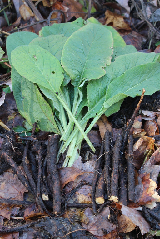 Russian Comfrey Root Cuttings - Annapolis Seeds - Nova Scotia Canada