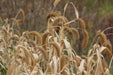 German Foxtail Millet - Annapolis Seeds